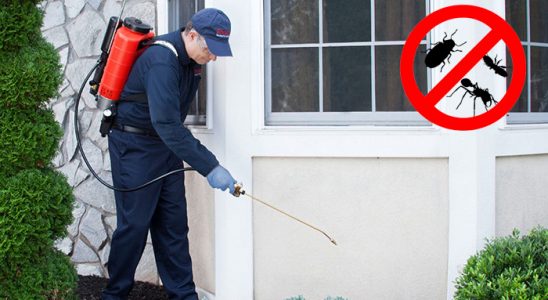 Pazarlar Kemirgen İlaçlama böcek ilaçlama ve haşere kontrolü — ilaclama-tr.com